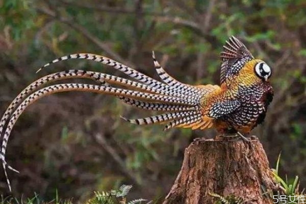 什么是雉肉呢 雉肉有什么營養(yǎng)價(jià)值呢