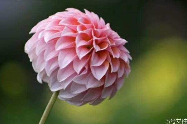 什么是大理菊呢 大理菊有什么作用呢 什么是大理菊呢 大理菊有什么作用呢