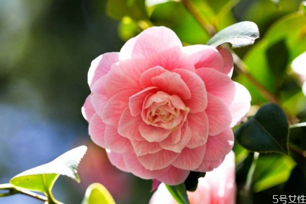 山茶花的花期是什么時(shí)候呢 山茶花有什么顏色的呢 山茶花的花期是什么時(shí)候呢 山茶花有什么顏色的呢