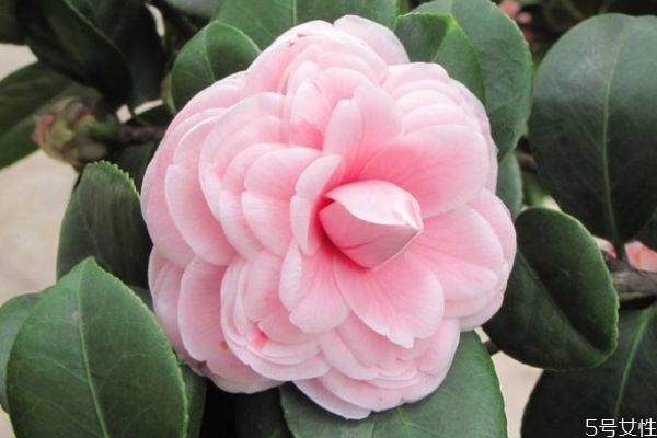 山茶花的花期是什么時(shí)候呢 山茶花有什么顏色的呢 山茶花的花期是什么時(shí)候呢 山茶花有什么顏色的呢