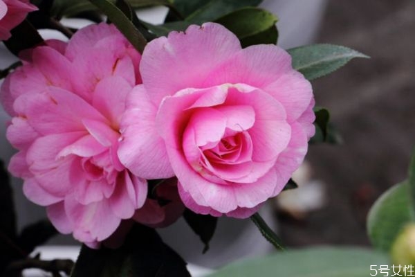 山茶花的花期是什么時(shí)候呢 山茶花有什么顏色的呢 山茶花的花期是什么時(shí)候呢 山茶花有什么顏色的呢