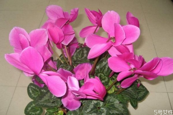 兔子花的花期是幾月份呢 兔子花有香味嗎 兔子花的花期是幾月份呢 兔子花有香味嗎