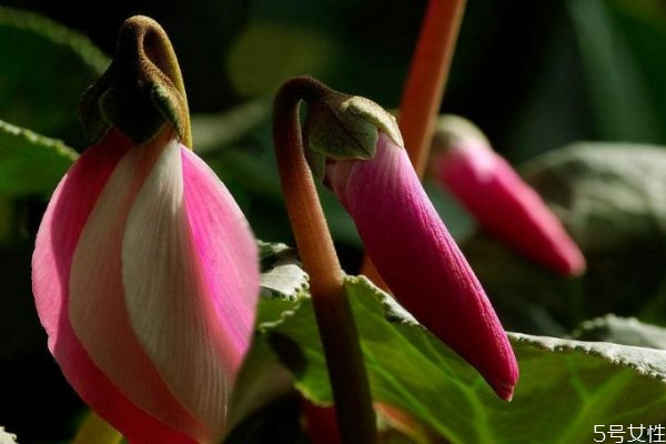 兔子花的花期是幾月份呢 兔子花有香味嗎 兔子花的花期是幾月份呢 兔子花有香味嗎
