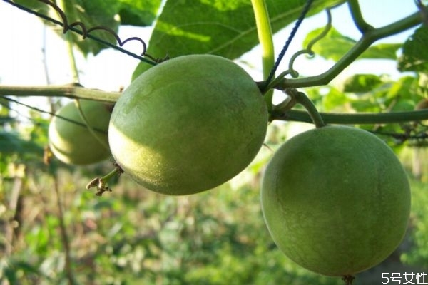 羅漢果有什么營養(yǎng)價(jià)值呢 羅漢果生長在什么環(huán)境呢 羅漢果有什么營養(yǎng)價(jià)值呢 羅漢果生長在什么環(huán)境呢