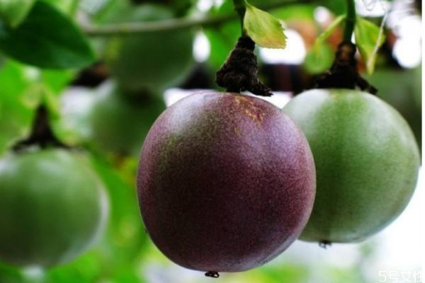 羅漢果有什么營養(yǎng)價(jià)值呢 羅漢果生長在什么環(huán)境呢 羅漢果有什么營養(yǎng)價(jià)值呢 羅漢果生長在什么環(huán)境呢