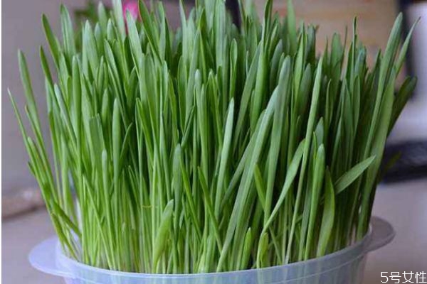 什么是貓草呢 貓草有什么作用呢 什么是貓草呢 貓草有什么作用呢