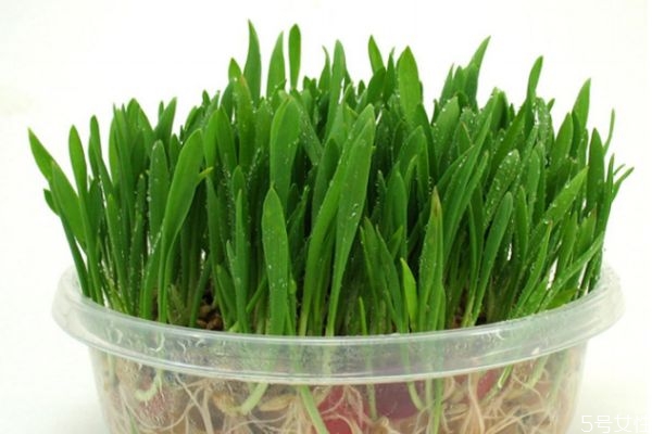 什么是貓草呢 貓草有什么作用呢 什么是貓草呢 貓草有什么作用呢