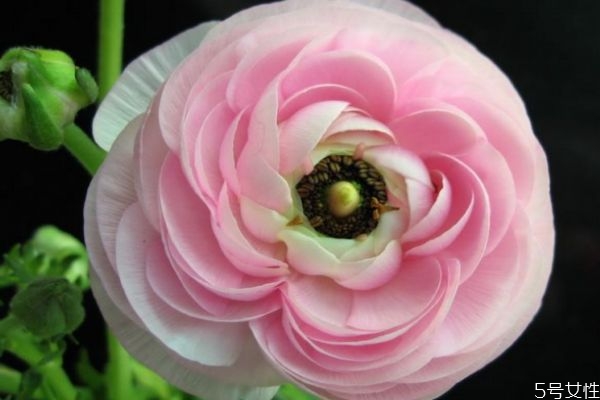 什么是花毛茛呢 花毛茛有什么作用呢 什么是花毛茛呢 花毛茛有什么作用呢