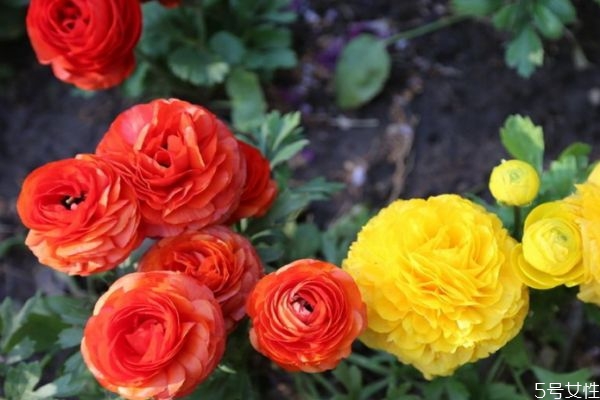 什么是花毛茛呢 花毛茛有什么作用呢 什么是花毛茛呢 花毛茛有什么作用呢