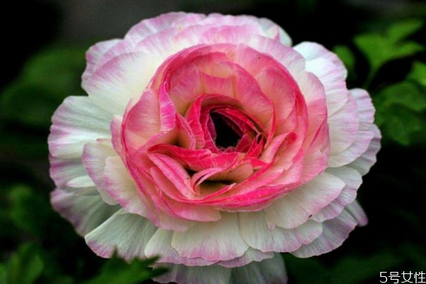 花毛茛的花語是什么呢 花毛茛有什么顏色的呢 花毛茛的花語是什么呢 花毛茛有什么顏色的呢