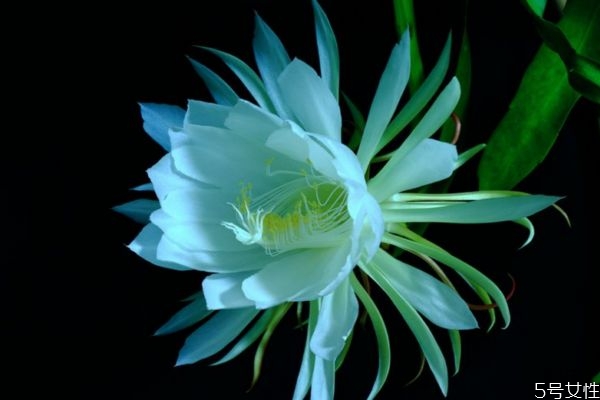 什么是曇花呢 曇花有什么作用嗎 什么是曇花呢 曇花有什么作用嗎