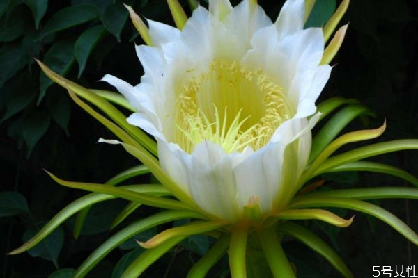 什么是曇花呢 曇花有什么作用嗎 什么是曇花呢 曇花有什么作用嗎