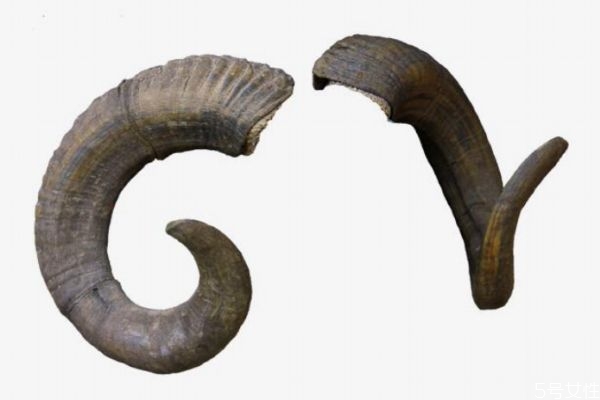 山羊角有什么營(yíng)養(yǎng)價(jià)值呢 山羊角有什么作用呢