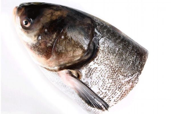 鳙魚有什么營(yíng)養(yǎng)價(jià)值呢 鳙魚怎么做好吃呢 鳙魚有什么營(yíng)養(yǎng)價(jià)值呢 鳙魚怎么做好吃呢