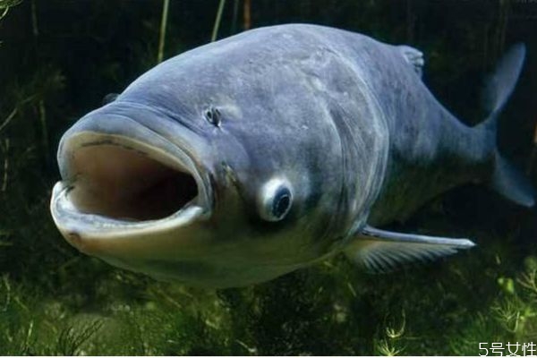 吃鳙魚(yú)有什么注意事項(xiàng)呢 什么人群不能吃鳙魚(yú)呢 吃鳙魚(yú)有什么注意事項(xiàng)呢 什么人群不能吃鳙魚(yú)呢