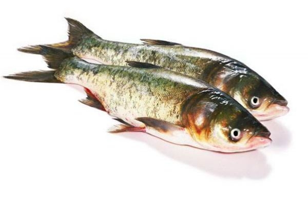 吃鳙魚(yú)有什么注意事項(xiàng)呢 什么人群不能吃鳙魚(yú)呢 吃鳙魚(yú)有什么注意事項(xiàng)呢 什么人群不能吃鳙魚(yú)呢