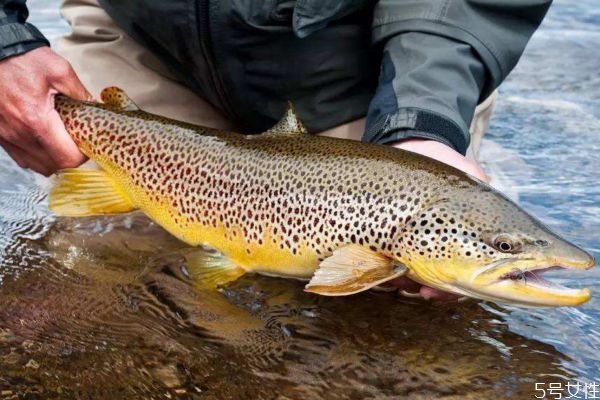 什么是鱒魚呢 鱒魚有什么營(yíng)養(yǎng)價(jià)值呢 什么是鱒魚呢 鱒魚有什么營(yíng)養(yǎng)價(jià)值呢