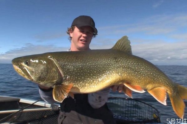 什么是鱒魚呢 鱒魚有什么營(yíng)養(yǎng)價(jià)值呢 什么是鱒魚呢 鱒魚有什么營(yíng)養(yǎng)價(jià)值呢