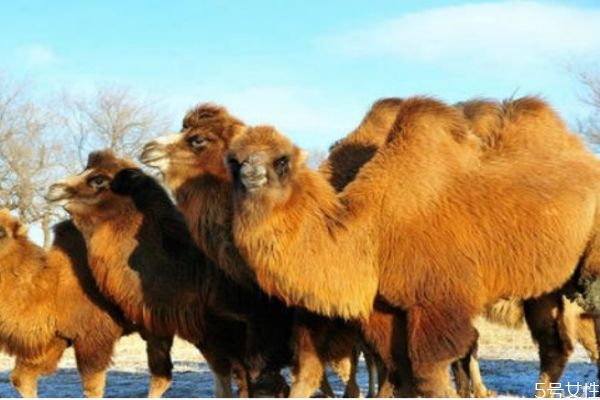 駱駝毛衣服有什么優(yōu)點(diǎn)呢 駱駝毛應(yīng)該怎么清洗呢 駱駝毛衣服有什么優(yōu)點(diǎn)呢 駱駝毛應(yīng)該怎么清洗呢