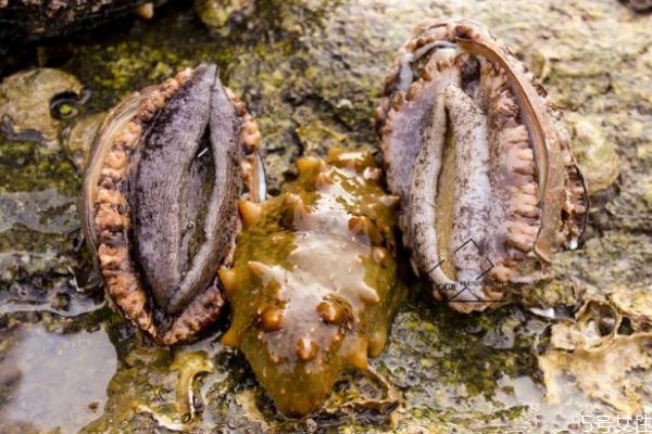 鮑魚的生長(zhǎng)環(huán)境是怎么樣的呢 鮑魚好吃嗎 鮑魚的生長(zhǎng)環(huán)境是怎么樣的呢 鮑魚好吃嗎