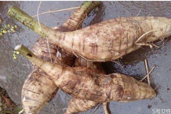 什么是葛根呢 葛根有什么營養(yǎng)價(jià)值呢 什么是葛根呢 葛根有什么營養(yǎng)價(jià)值呢