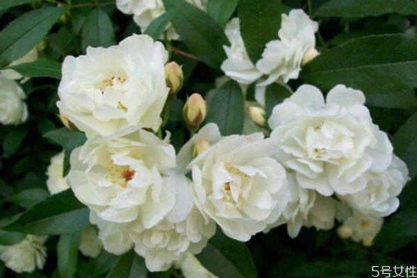 什么是木香花呢 木香花有什么作用呢 什么是木香花呢 木香花有什么作用呢