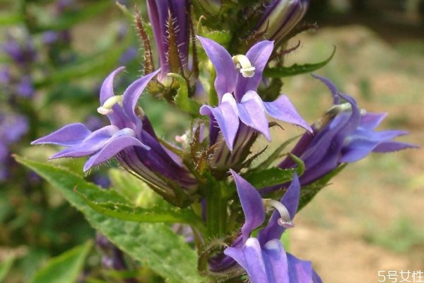 什么是山梗菜呢 山梗菜有什么作用呢 什么是山梗菜呢 山梗菜有什么作用呢