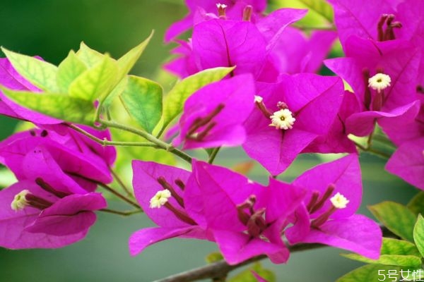 什么是三角梅呢 三角梅有什么作用呢 什么是三角梅呢 三角梅有什么作用呢