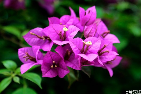 什么是三角梅呢 三角梅有什么作用呢 什么是三角梅呢 三角梅有什么作用呢