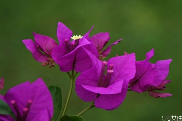 什么是三角梅呢 三角梅有什么作用呢 什么是三角梅呢 三角梅有什么作用呢