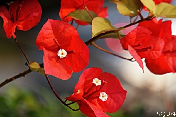 三角梅有毒嗎 三角梅的花語是什么呢 三角梅有毒嗎 三角梅的花語是什么呢