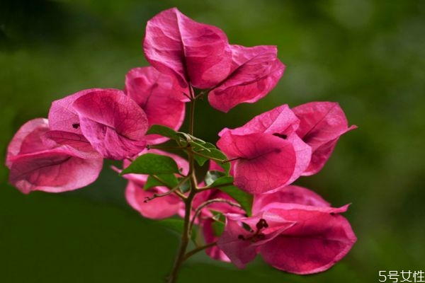 三角梅有毒嗎 三角梅的花語是什么呢 三角梅有毒嗎 三角梅的花語是什么呢