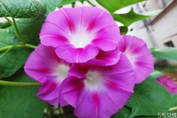 什么是牽?；?牽牛花有什么作用呢