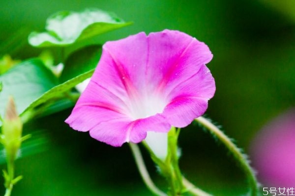 什么是牽?；?牽?；ㄓ惺裁醋饔媚?></a>
      <p class=