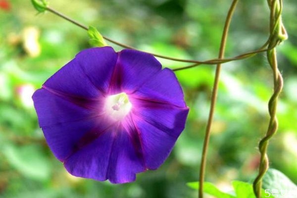 牽?；ǖ幕ㄕZ是什么呢 牽?；ǖ姆N植要注意什么呢