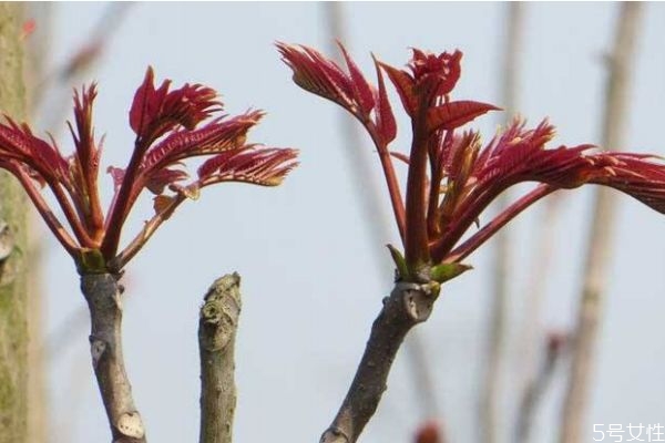 什么是香椿頭呢 香椿頭有什么營(yíng)養(yǎng)價(jià)值呢 什么是香椿頭呢 香椿頭有什么營(yíng)養(yǎng)價(jià)值呢