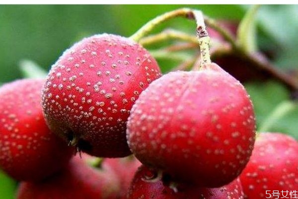 山楂一般幾月份成熟呢 山楂的市場價格是多少呢 山楂一般幾月份成熟呢 山楂的市場價格是多少呢