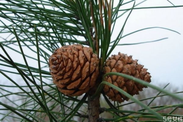 松子生長(zhǎng)在什么環(huán)境里呢 松子主要分布在哪里呢 松子生長(zhǎng)在什么環(huán)境里呢 松子主要分布在哪里呢