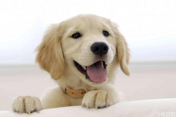 養(yǎng)寵物有什么好處呢 為什么要養(yǎng)寵物呢 養(yǎng)寵物有什么好處呢 為什么要養(yǎng)寵物呢