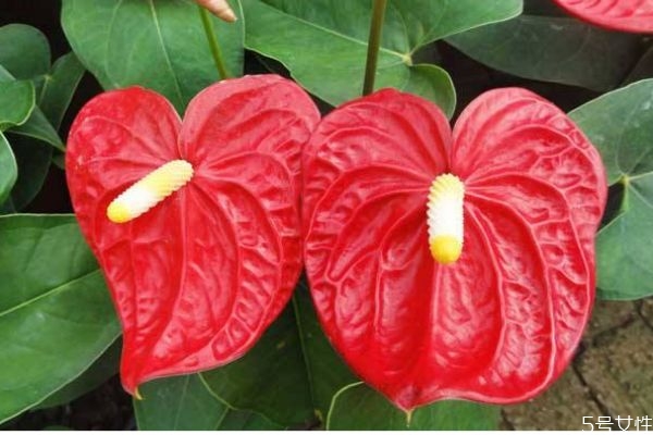 什么是紅掌呢 紅掌有什么作用呢 什么是紅掌呢 紅掌有什么作用呢