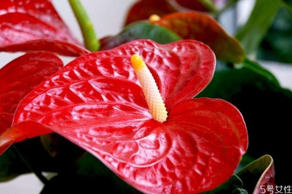 什么是紅掌呢 紅掌有什么作用呢 什么是紅掌呢 紅掌有什么作用呢