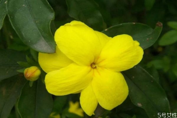 金鐘花的花語是什么呢 金鐘花的種植要注意什么呢 金鐘花的花語是什么呢 金鐘花的種植要注意什么呢