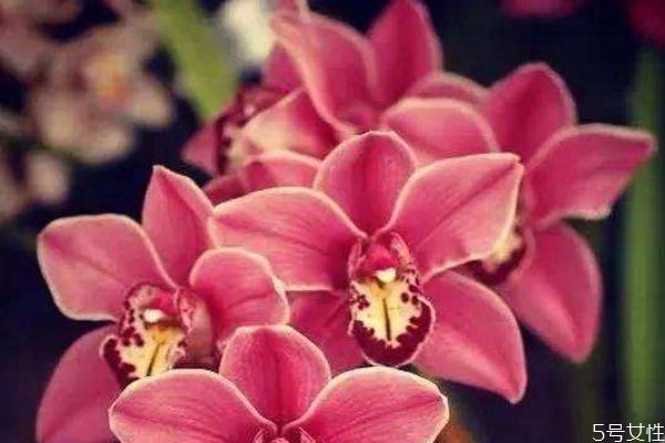 金鐘花的花語是什么呢 金鐘花的種植要注意什么呢 金鐘花的花語是什么呢 金鐘花的種植要注意什么呢