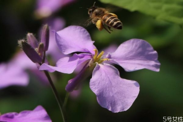 金鐘花的花語是什么呢 金鐘花的種植要注意什么呢 金鐘花的花語是什么呢 金鐘花的種植要注意什么呢