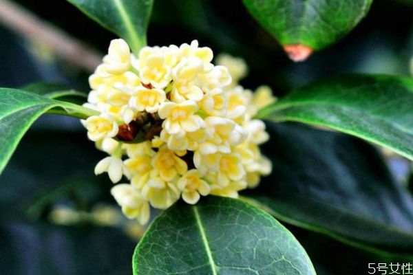 桂花的花語(yǔ)是什么呢 桂花的生長(zhǎng)環(huán)境是怎么樣的呢 桂花的花語(yǔ)是什么呢 桂花的生長(zhǎng)環(huán)境是怎么樣的呢