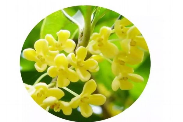 桂花的花語(yǔ)是什么呢 桂花的生長(zhǎng)環(huán)境是怎么樣的呢 桂花的花語(yǔ)是什么呢 桂花的生長(zhǎng)環(huán)境是怎么樣的呢