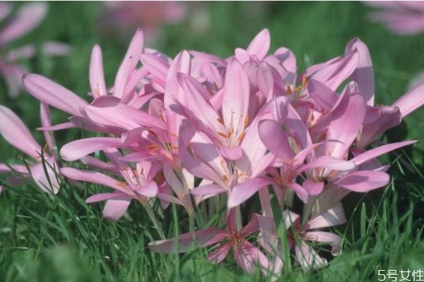 什么是秋水仙呢 秋水仙有什么作用呢 什么是秋水仙呢 秋水仙有什么作用呢