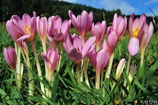 什么是秋水仙呢 秋水仙有什么作用呢 什么是秋水仙呢 秋水仙有什么作用呢