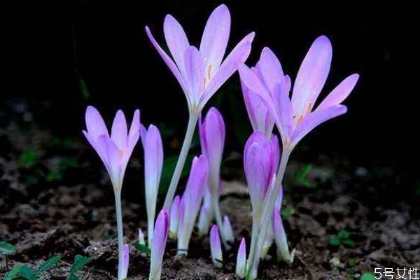 秋水仙的花語(yǔ)是什么呢 秋水仙的種植有什么注意的呢