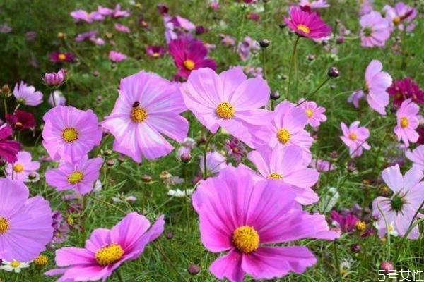 波斯菊的花語是什么呢 波斯菊的花期是什么時候呢 波斯菊的花語是什么呢 波斯菊的花期是什么時候呢